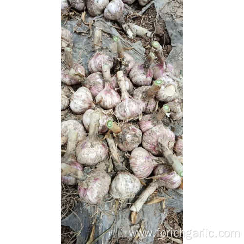 Jinxiang Fresh Normal White Garlic Of 2019